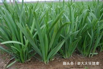 中老年人|韭菜与此物一起煮,血压降低了,便秘好了,为了健康不妨试试