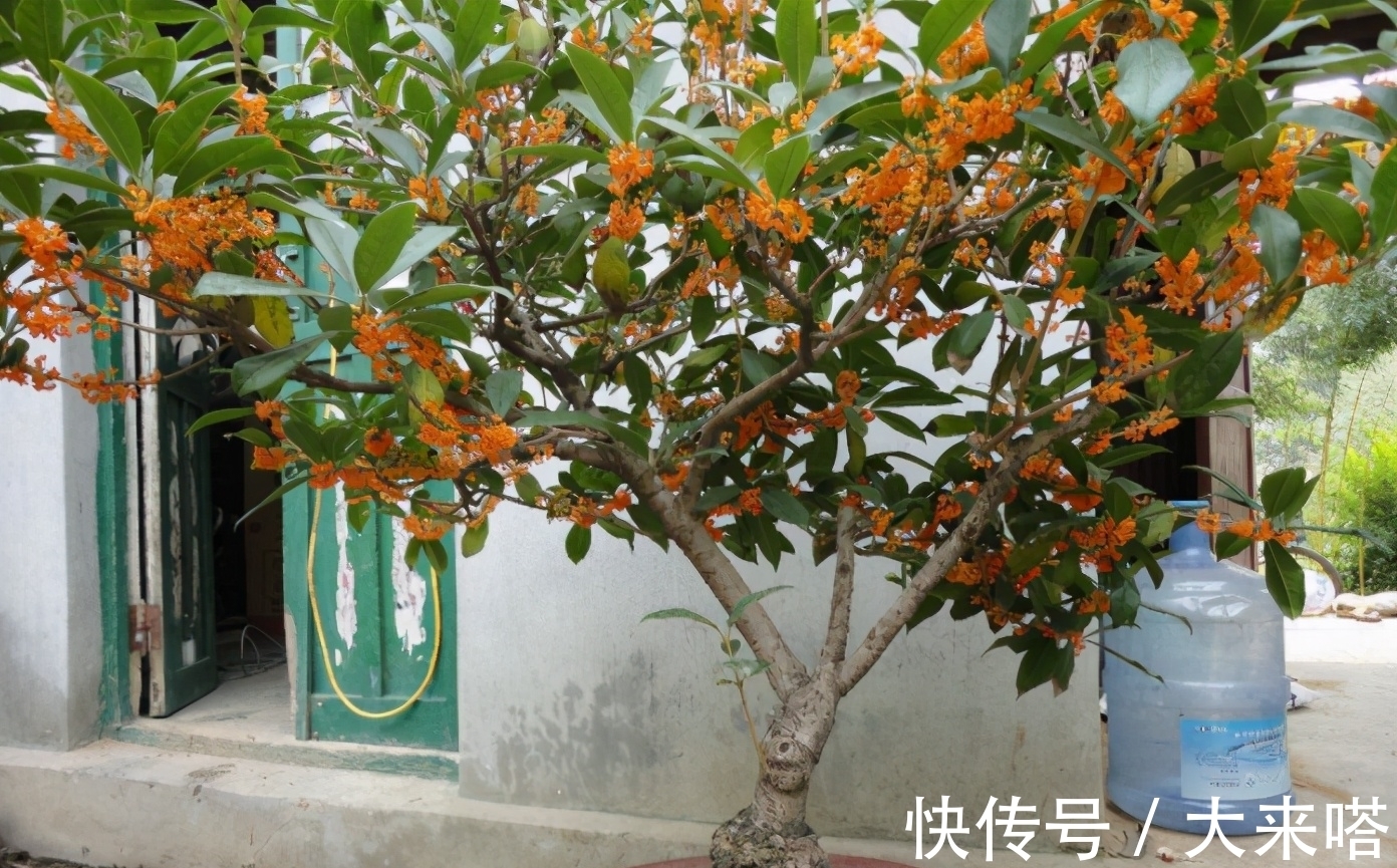 干枯|桂花叶子焦干,落叶?3个步骤做好了,年年“桂花”挂一树