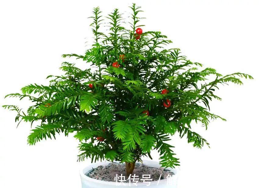 我来告诉你十大好养又有益于身体健康盆栽,室内养花的绝佳选择