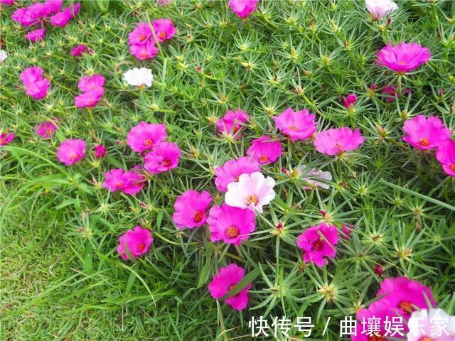 太阳花怎么扦插教你“1招”,7天生根,10天开花,秋季扦插刚好