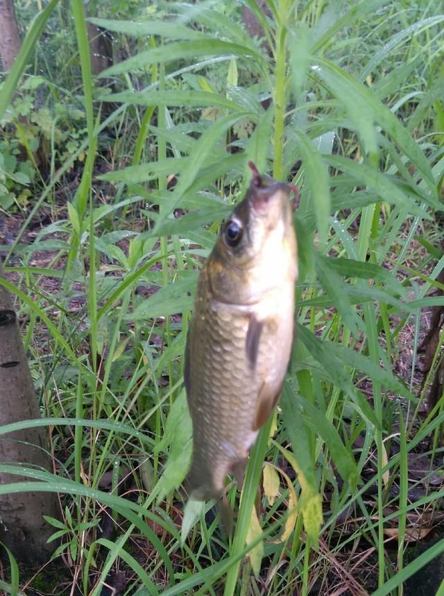 浮漂|野钓小技巧浮漂做一个小改动,惊鱼几率大降