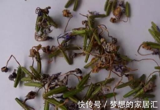 养护|最全蓝雪花养护指南,让蓝雪疯狂一夏