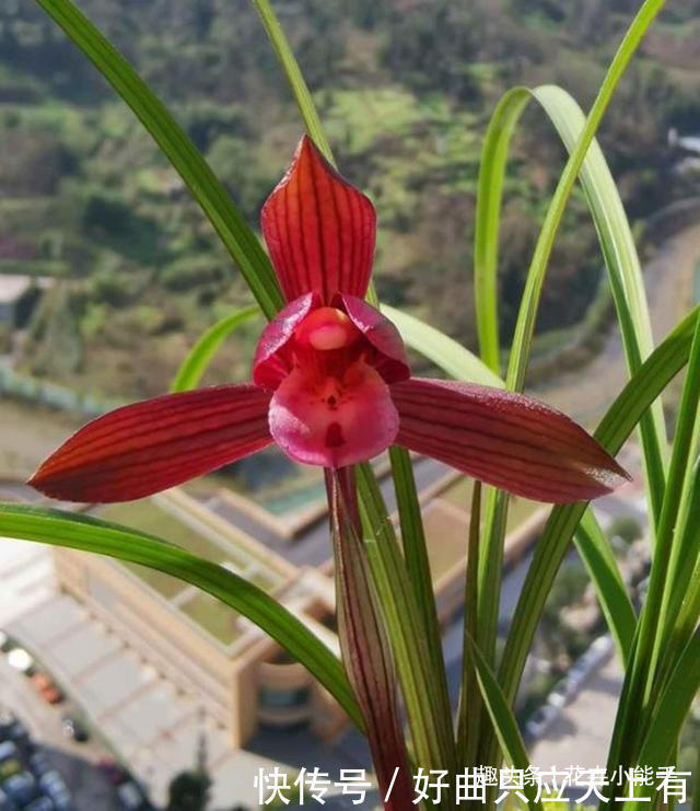 醉红素|提醒大家见到此兰花,别犹豫,因为它能香整条街,非常好养易活