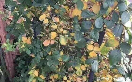 缺水|随着气温升高,月季花的叶子泛黄了,怎么办呢?教你小妙招。