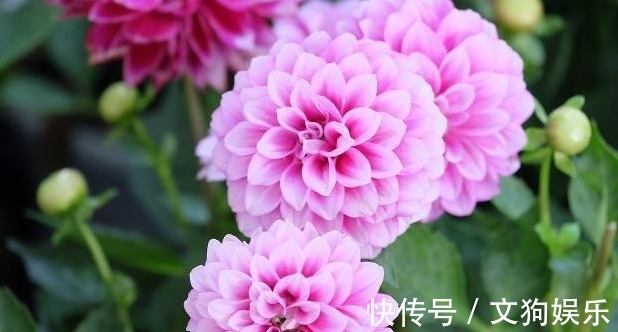 透水性|大丽花怎么养从选盆开始教你“5步走”,轻松开爆盆