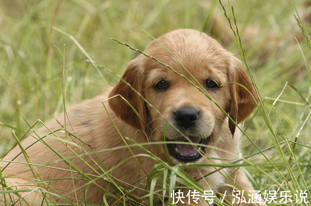 紫气东来|生肖狗，四月份开始，紫气东来好运连连，钱财越赚越多