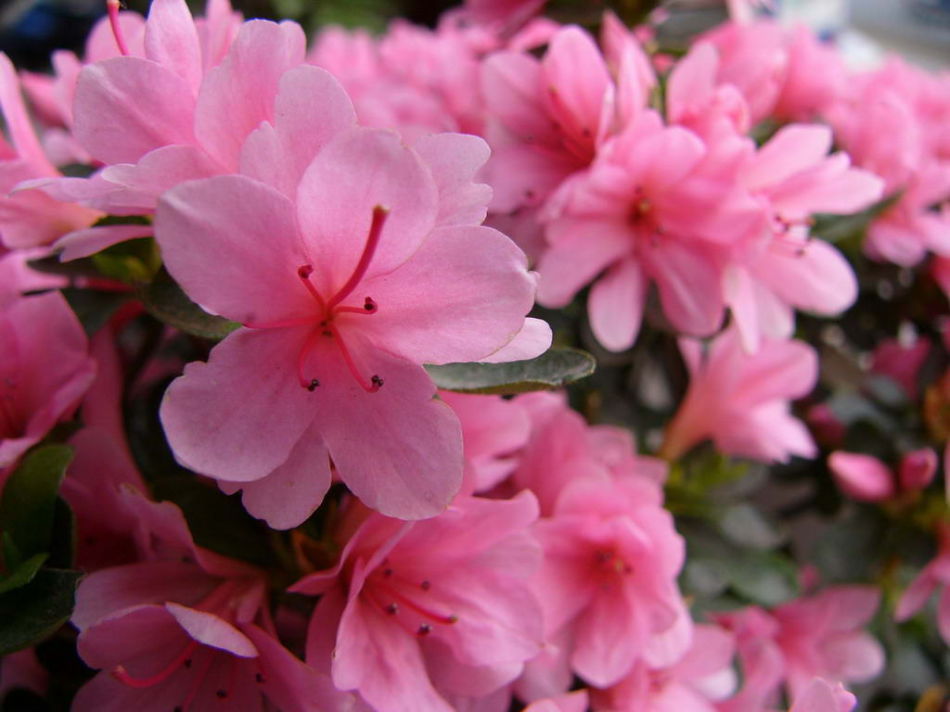 选择合适的土壤,杜鹃花开不断,花朵鲜艳,花量和花朵大