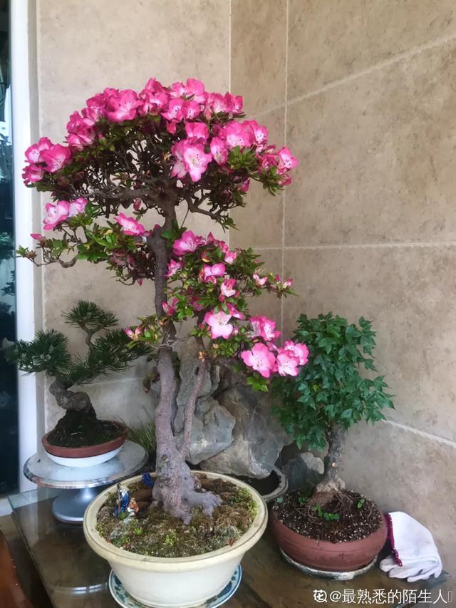 盆景家里养盆松，代代出富翁，镇宅守家福气旺