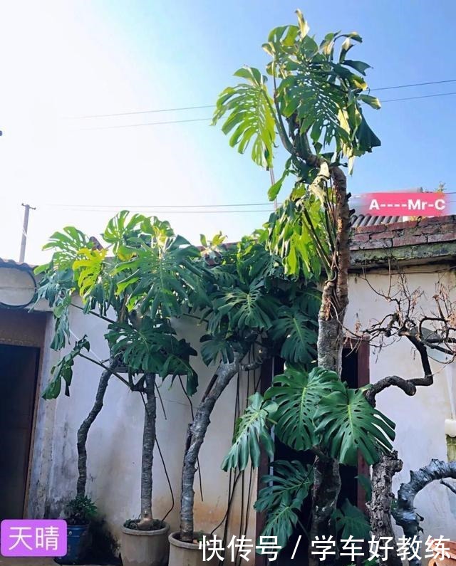 1米7的天竺葵,开花成瀑布,太震撼了!