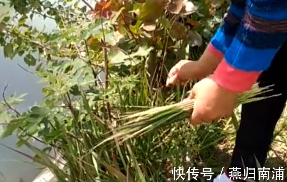 大自然|农村妈妈在田埂上吃“野草”,边吃边说甜,你知道这是什么吗?