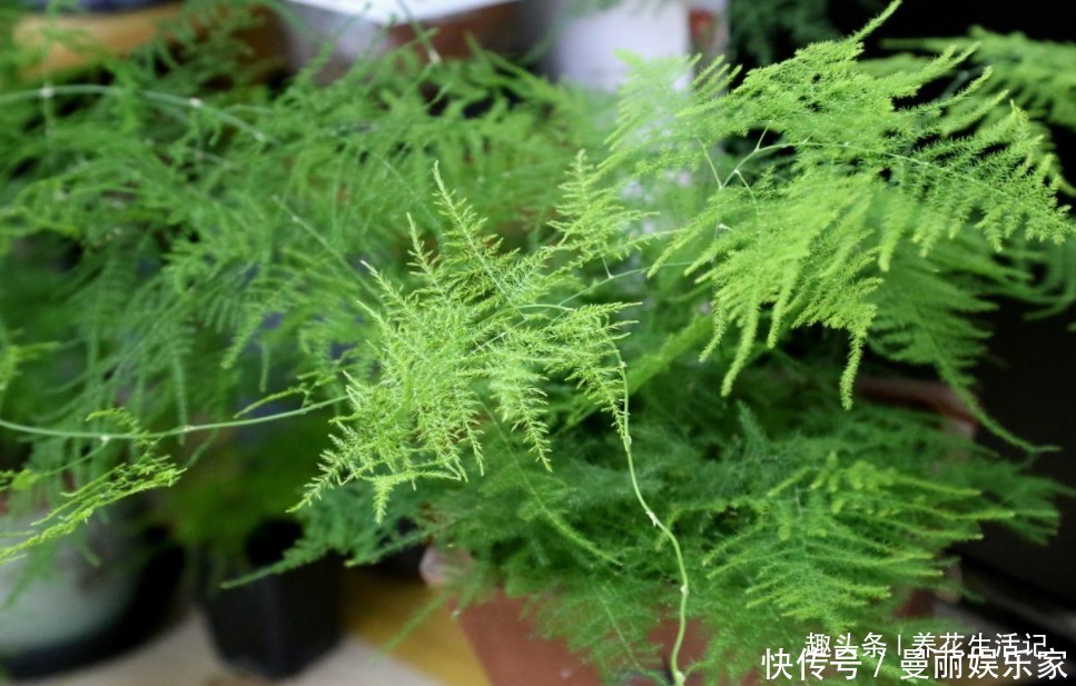 茂盛|家中文竹生长旺,繁殖用“2种”方法,一盆变多盆,枝叶茂盛!