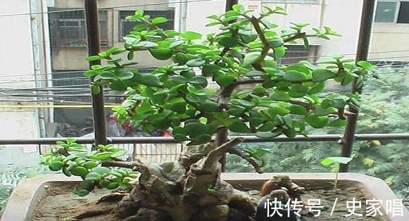 金枝玉叶不会修剪,教你3招小技巧,轻松剪出漂亮盆景