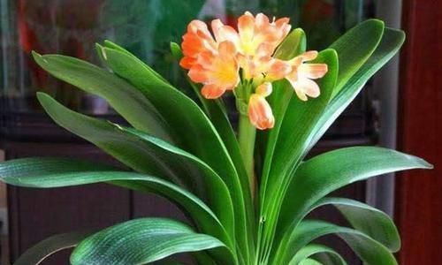 这2样东西,丢了是垃圾,养花却是宝贝,家家户户都有