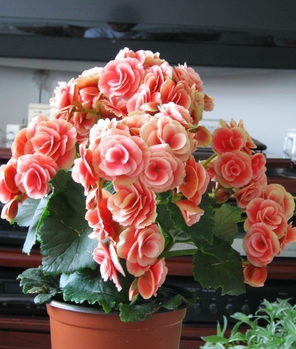 喜欢菊花,不如试试“稀有名品”凤羽明霞,造化神秀,美极了!