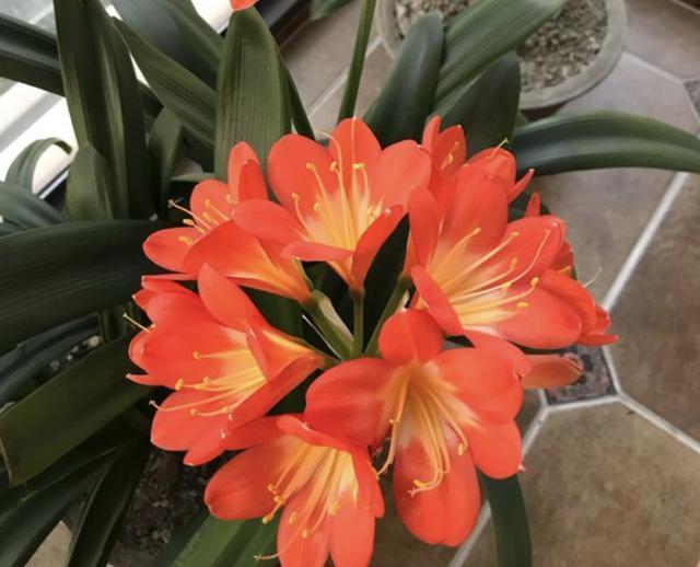 啤酒水兑点“它”，用来养君子兰，27天长“花芽”，叶片油亮！