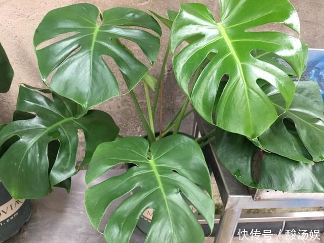 3种旺家花卉，养人养身心，家里有老人更要养