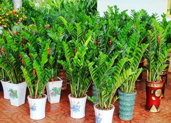 4种花,开花漂亮、容易栽种,好养好看还招财,都有“好意头”