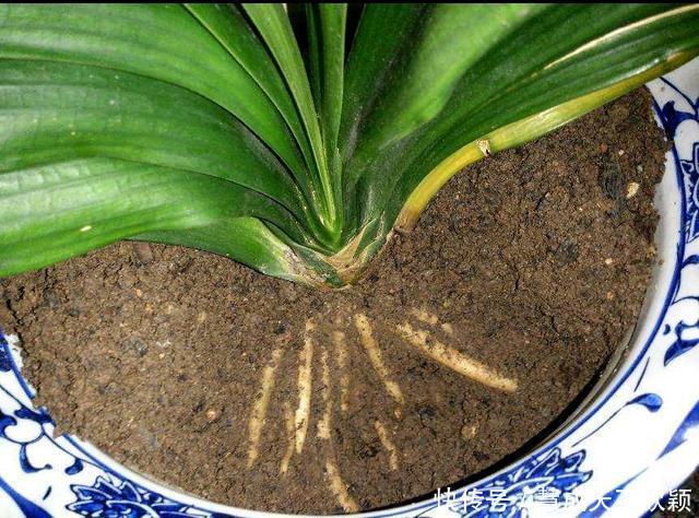 怎样让君子兰一年长出8片叶子他的做法,值得我们学习