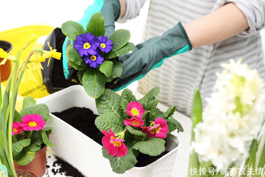  救治|盆栽知识入门必识：?盆花死亡的主要原因，以及救治方法