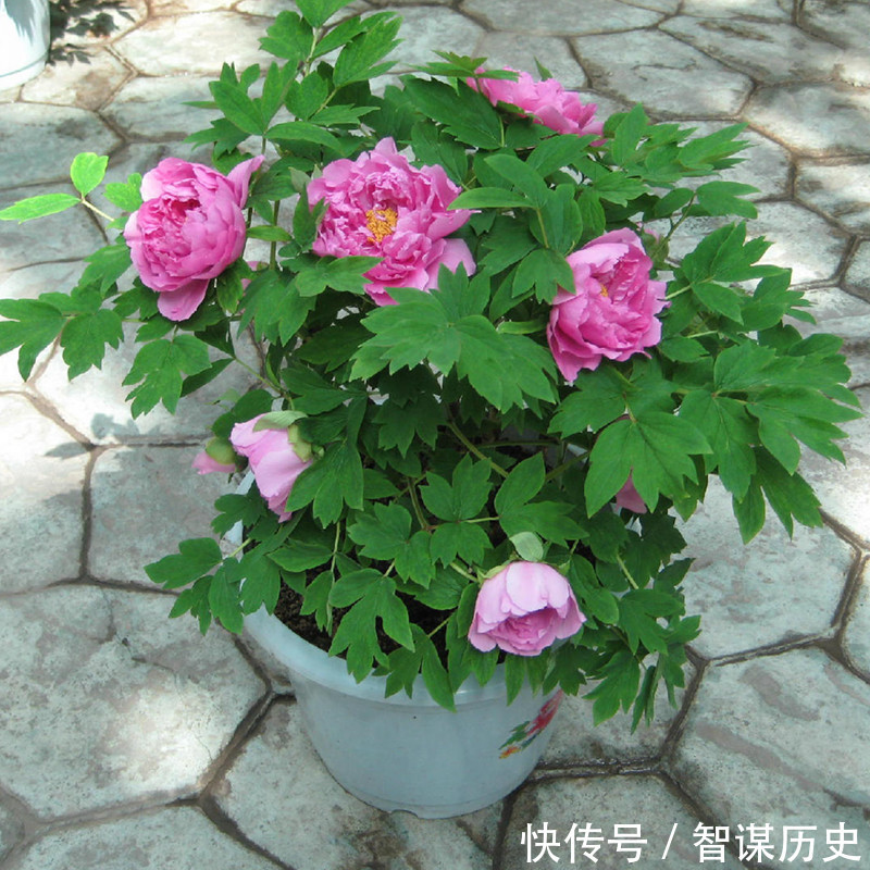 建议大家不管院子多大,种上5种花卉,香飘满园,全村最有面