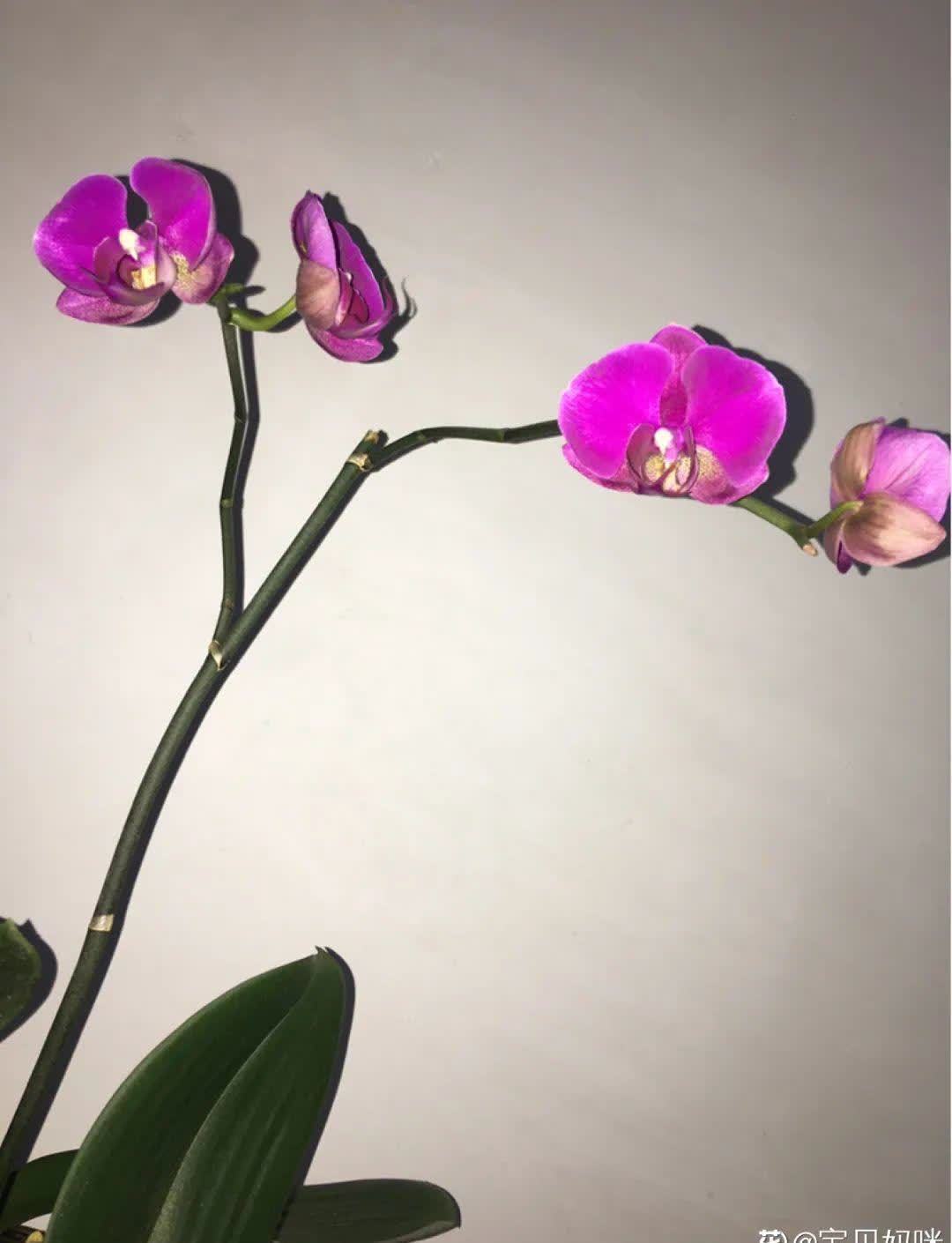 蝴蝶兰开花不是一次性,花后剪一剪,还能继续开花