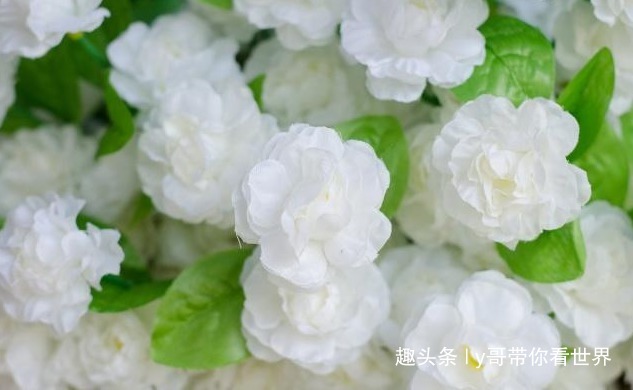 茉莉花一年开花5次，掌握这种方法，从年头开到年尾完全不难