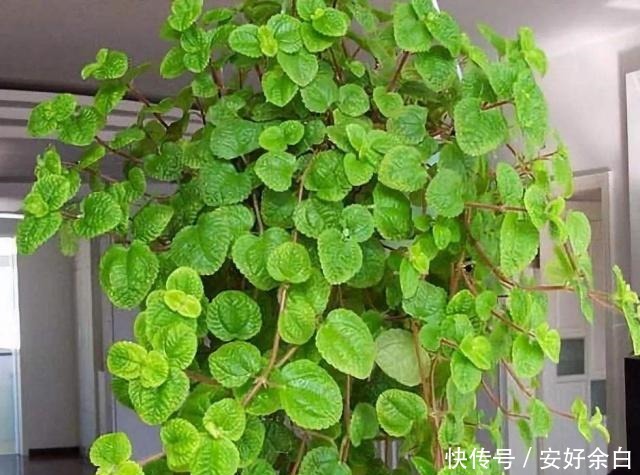 客厅卧室甲醛多养2种“花”，甲醛降低2倍多，越来越多人在养！