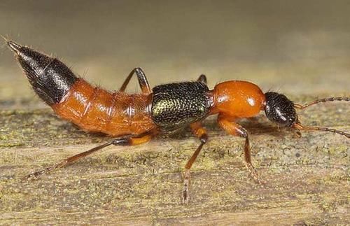 妈妈|两个月婴儿全身溃烂有脓,妈妈称家里不关窗,被“毒虫”趁虚而入