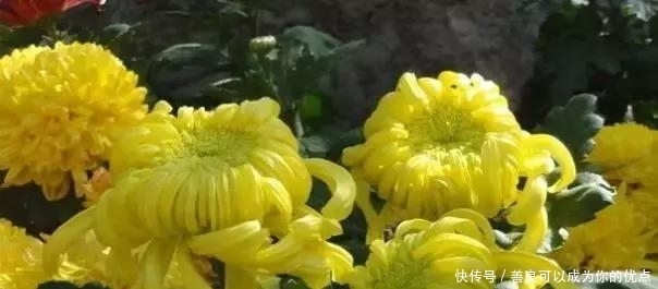 咏菊|菊花,最美秋日诗词