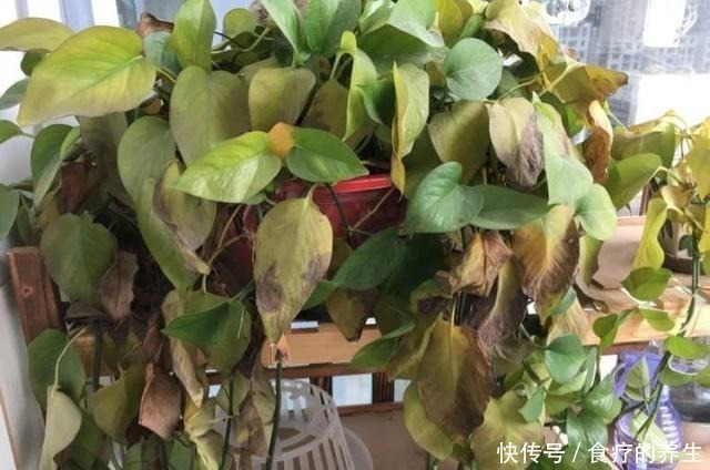 绿萝|养绿萝,放在“这个”位置就错了,黄叶一个个露出来,别忽视!