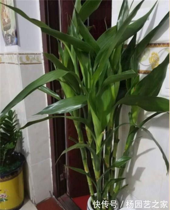 客厅|6种“吉利花”，养在客厅最适合，好看又大气，不见光照也能开爆