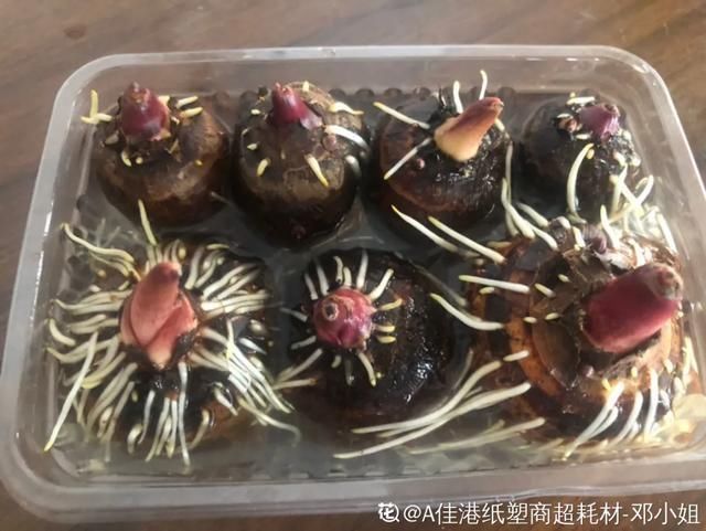 1粒花生丢水里，呼呼长成小森林，这艺术品给钱也不卖