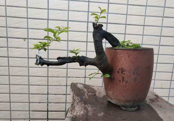 盆景价值高,遭人“疯挖”,山都挖空了,这种行为“真可耻”