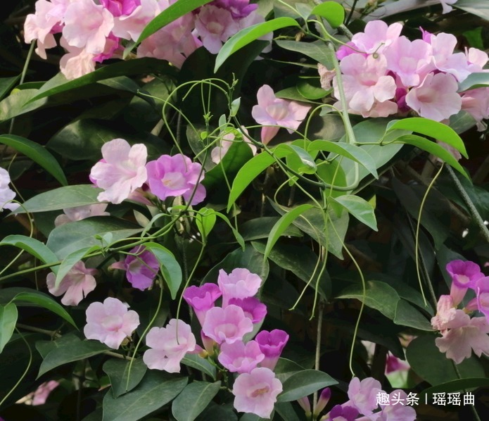 此花是思念之花，多色并存格外瞩目，有着富丽华贵之美感