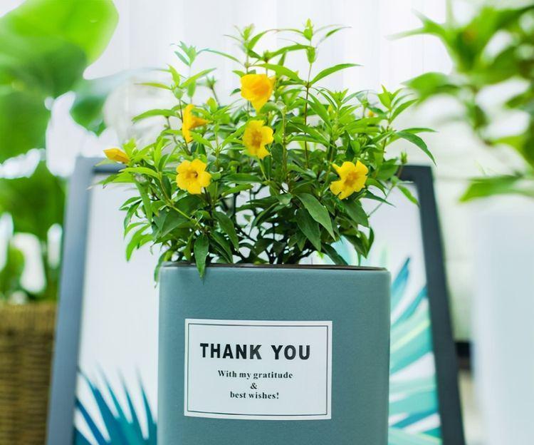 农历9月29日霜降后，养什么花？以下3种花，吉庆有余岁岁平安