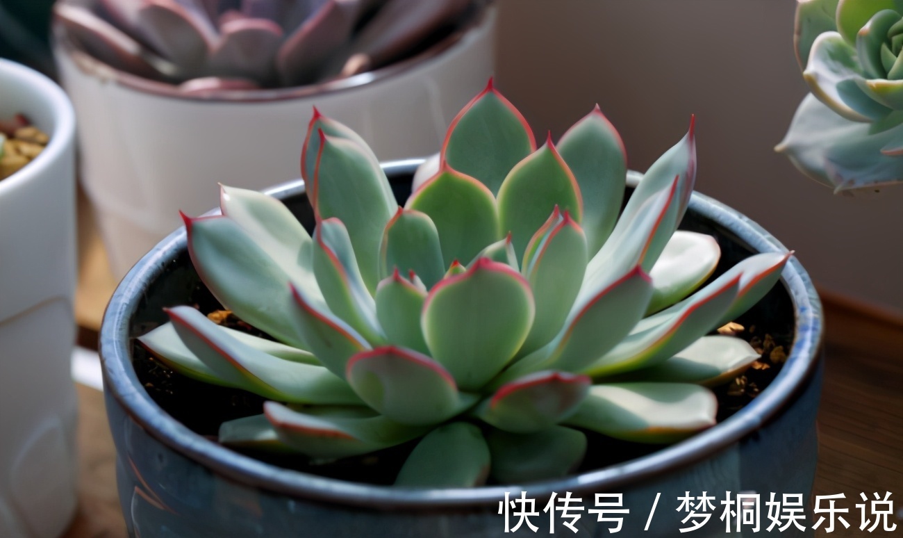 老花匠|养多肉不知道如何浇水?老花匠在此分享妙招,告诉你其实并不难