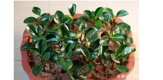 新手|几款最流行的绿植盆栽花卉,新手也能养活,把家变成一片花海