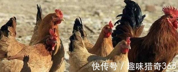 饲料|为什么“鸡不吃黄豆”你知道原因吗