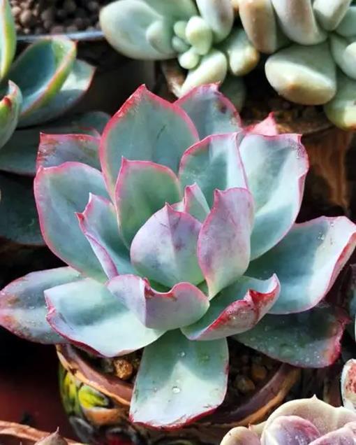 多肉三仙|赫赫有名的多肉三仙,养护要点,一网打尽