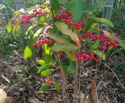 春意浓去野外,碰见2种植物要珍惜,带回家当盆栽正合适