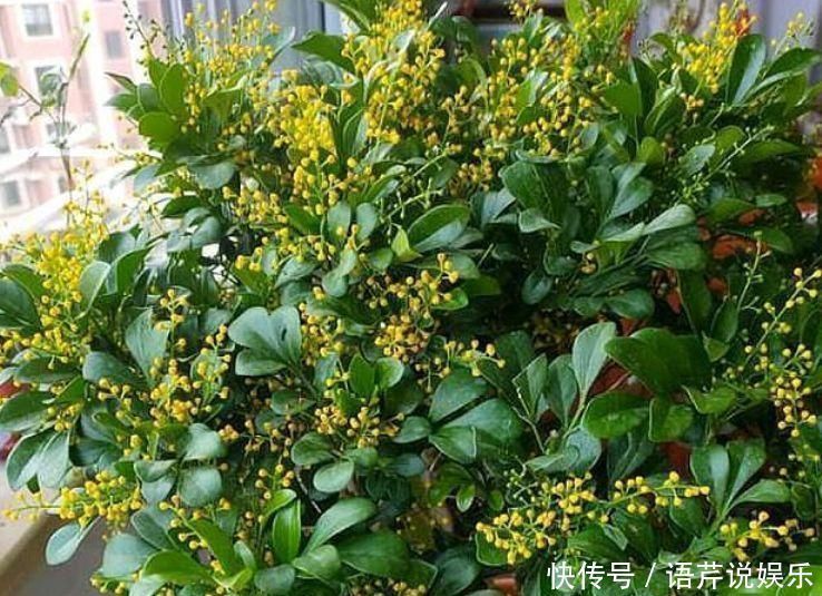 浇水|总爱给花浇水那就养这4种花,不怕浇,还越浇越旺
