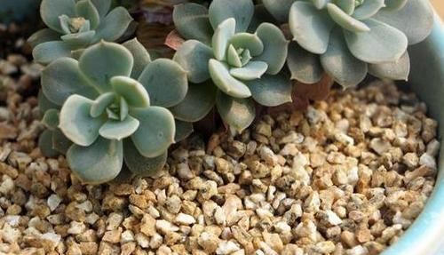 茎干|多肉度夏难,高温天徒长变丑按照4点操作,茎干粗壮叶片肥美