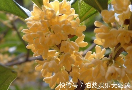 喜欢牡丹,不如养盆“珍稀玫瑰”洋葵花,花团锦簇,妩媚高雅