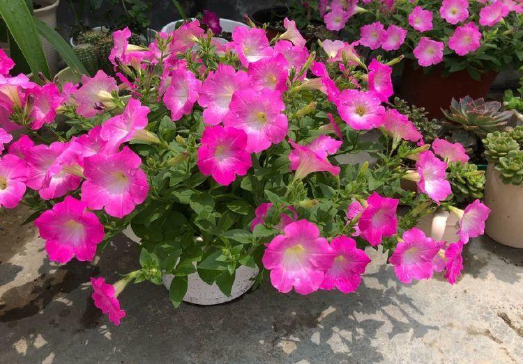 友好|4种花是爆盆能手,好养易活,对待新手很友好