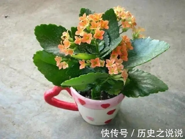 长寿花有点“怪”，施点“餐桌料”，叶绿花又美，特别漂亮