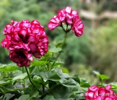 这三种花最适合放在阳台上，好看又耐活，阳台秒变后花园