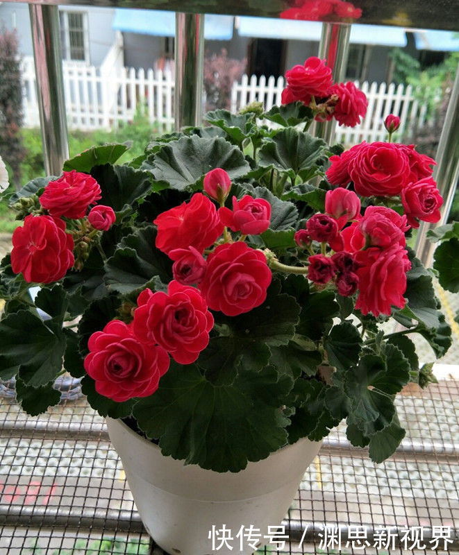 墨荷|喜欢菊花,首选“十大名菊”墨荷,似荷花入墨池,端庄稳重!