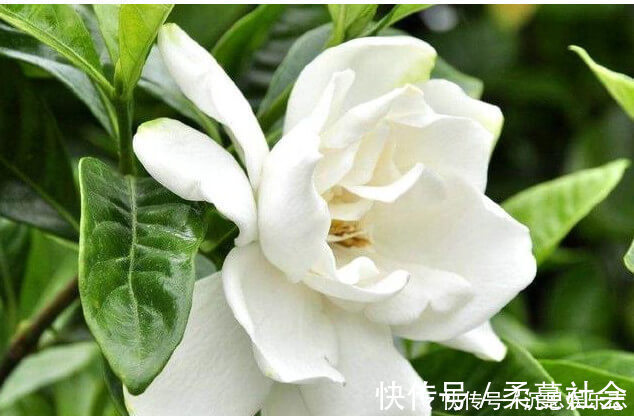 栀子|养栀子花、茉莉花这点最关键，不黄叶掉叶，开花多又香，爆满盆！