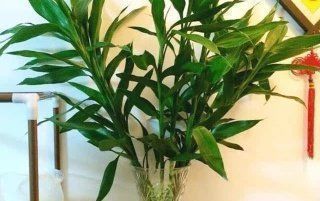 扦插|什么黄豆水、淘米水都不如“这种水”,10天浇一次,叶绿花更旺