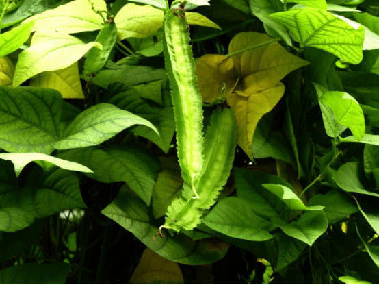 滋补|人到中年,离不开四种食物,营养丰富,滋补身体,清热解毒